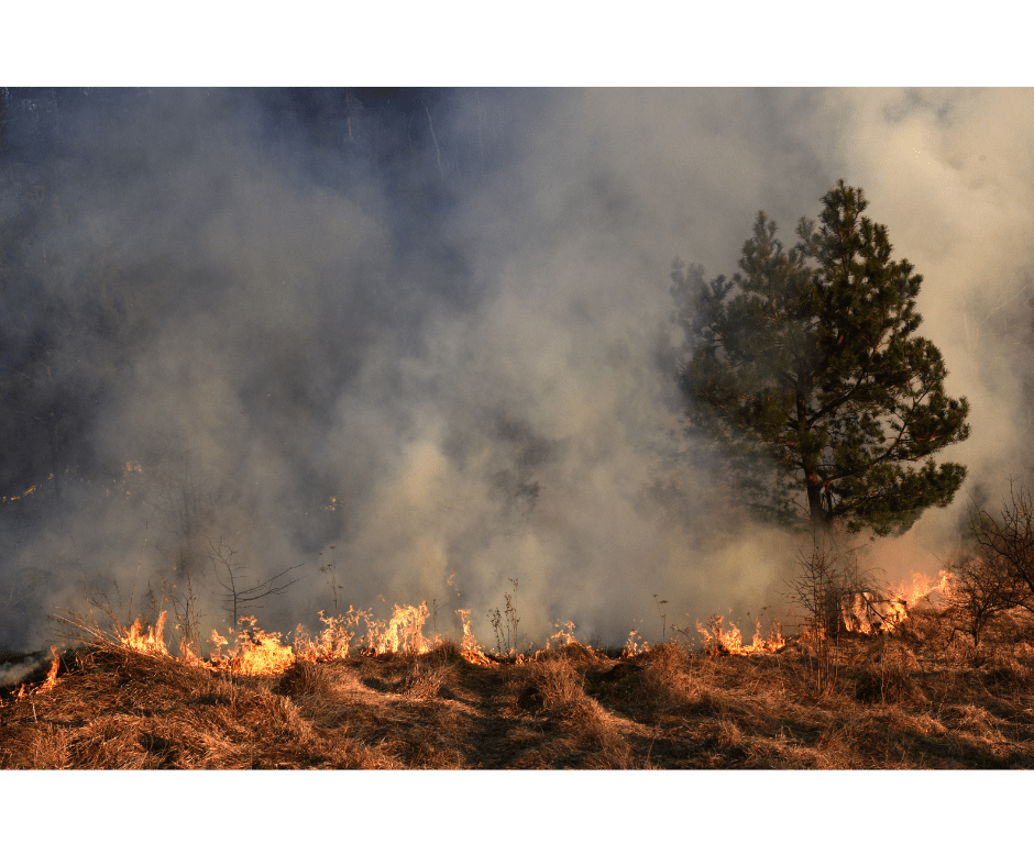 does forest thinning prevent wildfires, wildfire pros, fuel mitigation, fuel mitigation strategies, wildfire fuel mitigation, winter fuels reduction, professional forest management